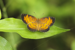 Mazia amazonica