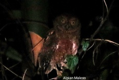 Otus sulaensis