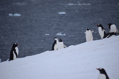 Pygoscelis antarcticus