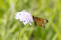 Pardopsis punctatissima