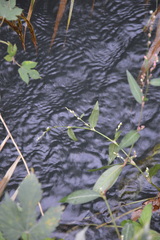 Persicaria hydropiper