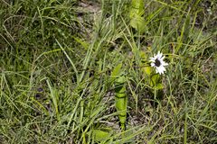 Callilepis laureola
