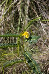 Chamaecrista comosa