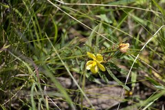 Chamaecrista mimosoides