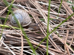Allogona ptychophora