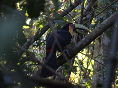 Ramphastos dicolorus