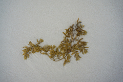 Sargassum fluitans