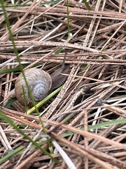 Allogona ptychophora