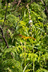 Chlorophytum bowkeri