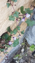 Cymbalaria muralis