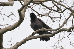 Cyanocorax cyanomelas