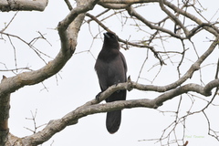 Cyanocorax cyanomelas