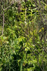 Chlorophytum bowkeri