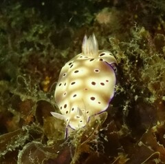 Hypselodoris tryoni