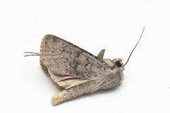 Euxoa comosa