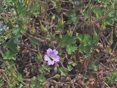 Geranium schlechteri