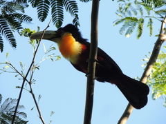 Ramphastos dicolorus