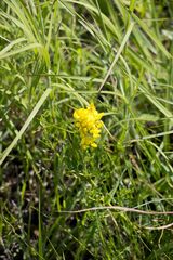 Crotalaria globifera