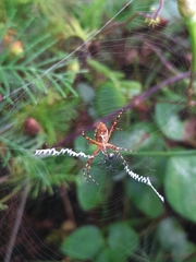 Argiope