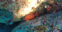 Heteropriacanthus cruentatus