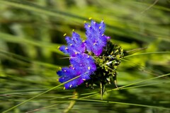 Cyanotis speciosa