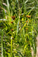 Rhynchospora spectabilis