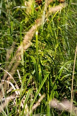 Rhynchospora spectabilis