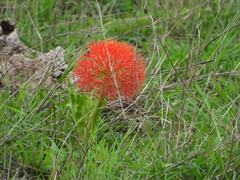Scadoxus multiflorus
