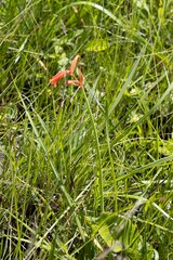 Cyrtanthus brachyscyphus