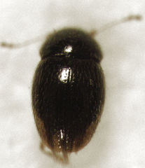 Ptenidium pusillum