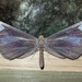 American Moth-Butterflies - Photo (c) Steven Easley, some rights reserved (CC BY-NC), uploaded by Steven Easley