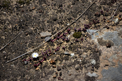 Delosperma subpetiolatum