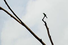 Merops viridis