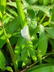 Scopula umbilicata