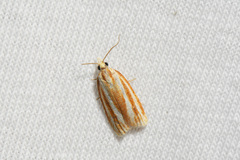 Sparganothis tristriata