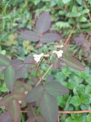 Oxalis barrelieri