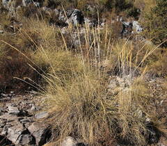 Macrochloa tenacissima