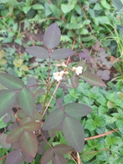Oxalis barrelieri