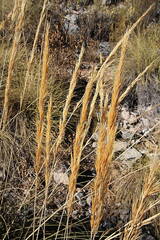 Macrochloa tenacissima