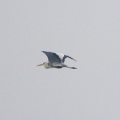 Ardea cinerea jouyi