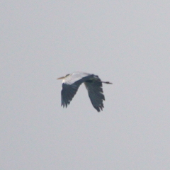 Ardea cinerea jouyi