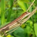 Grass Anole - Photo (c) Mabelin, some rights reserved (CC BY-NC), uploaded by Mabelin