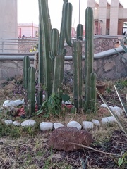 Lophocereus