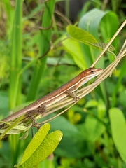 Anolis auratus