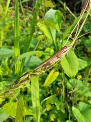Anolis auratus
