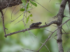 Chiromantis xerampelina
