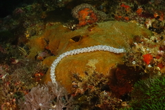 Synaptula