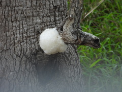 Chiromantis xerampelina