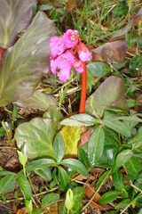 Bergenia crassifolia