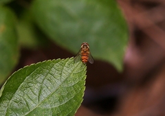 Episyrphus viridaureus